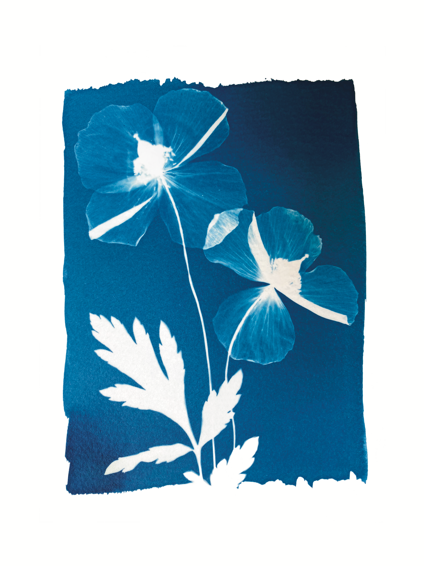Cyanotype Set