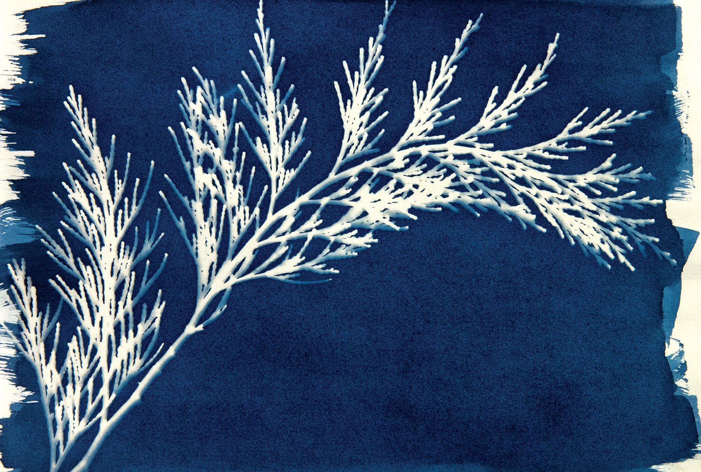 Cyanotype Set